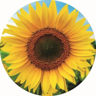 Sonnenblume (800 Teile)