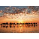 Sonnenuntergang Kamele (1.000 Teile)